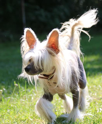 Chinese Crested Dogs